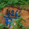 48. Hahnweide-Segelflugwettbewerb 25.05.2014