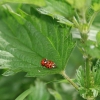 48. Hahnweide-Segelflugwettbewerb 25.05.2014