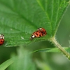 48. Hahnweide-Segelflugwettbewerb 25.05.2014