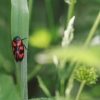 48. Hahnweide-Segelflugwettbewerb 25.05.2014
