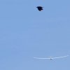 48. Hahnweide-Segelflugwettbewerb 25.05.2014