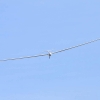 48. Hahnweide-Segelflugwettbewerb 25.05.2014