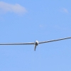 48. Hahnweide-Segelflugwettbewerb 25.05.2014