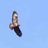 48. Hahnweide-Segelflugwettbewerb 25.05.2014