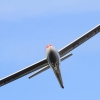 48. Hahnweide-Segelflugwettbewerb 25.05.2014