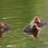 49. Internationaler Hahnweide-Segelflugwettbewerb 16.05.2015