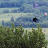 49. Internationaler Hahnweide-Segelflugwettbewerb 16.05.2015