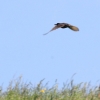 49. Internationaler Hahnweide-Segelflugwettbewerb 16.05.2015