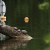 49. Internationaler Hahnweide-Segelflugwettbewerb 16.05.2015