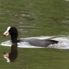49. Internationaler Hahnweide-Segelflugwettbewerb 16.05.2015