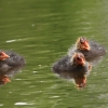 49. Internationaler Hahnweide-Segelflugwettbewerb 16.05.2015