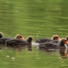 49. Internationaler Hahnweide-Segelflugwettbewerb 16.05.2015