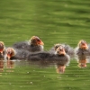 49. Internationaler Hahnweide-Segelflugwettbewerb 16.05.2015