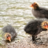49. Internationaler Hahnweide-Segelflugwettbewerb 16.05.2015