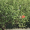 49. Internationaler Hahnweide-Segelflugwettbewerb 16.05.2015
