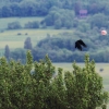 49. Internationaler Hahnweide-Segelflugwettbewerb 16.05.2015