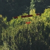 49. Teckpokalfliegen