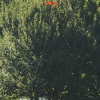 49. Teckpokalfliegen