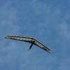 49. Teckpokalfliegen