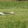 49. Teckpokalfliegen