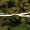 49. Teckpokalfliegen