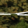 49. Teckpokalfliegen