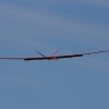 49. Teckpokalfliegen