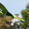 49. Teckpokalfliegen