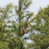 49. Teckpokalfliegen