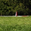 49. Teckpokalfliegen