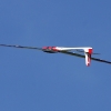 49. Teckpokalfliegen
