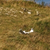 49. Teckpokalfliegen