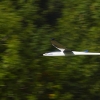 49. Teckpokalfliegen