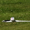 49. Teckpokalfliegen