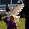 5. Drachenfest Grabenstetten