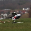 1dfh-5-eierfliegen-gechingen-151