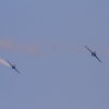 Warbirdtreffen Oberhausen 12