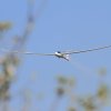 50. Internationaler Hahnweide-Segelflugwettbewerb 06.05.2016