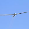 50. Internationaler Hahnweide-Segelflugwettbewerb 06.05.2016