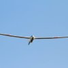 50. Internationaler Hahnweide-Segelflugwettbewerb 06.05.2016