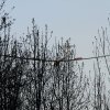 50. Internationaler Hahnweide-Segelflugwettbewerb 06.05.2016