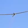 50. Internationaler Hahnweide-Segelflugwettbewerb 06.05.2016