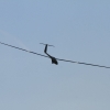 50. Internationaler Hahnweide-Segelflugwettbewerb 06.05.2016