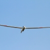 50. Internationaler Hahnweide-Segelflugwettbewerb 06.05.2016