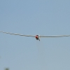 50. Internationaler Hahnweide-Segelflugwettbewerb 06.05.2016