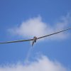 51. Internationaler Hahnweide-Segelflugwettbewerb 21.05.2017