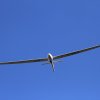 51. Internationaler Hahnweide-Segelflugwettbewerb 21.05.2017