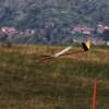 52. Teckpokalfliegen 06.09.2014