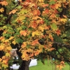 52. Teckpokalfliegen 06.09.2014
