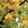 52. Teckpokalfliegen 06.09.2014